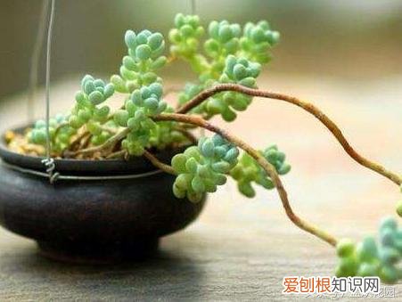 养花的六大问题,养花常见的7大问题,教你轻松解决!