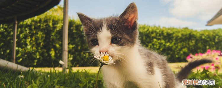 猫咪尿血是怎么回事,猫尿血什么原因引起的,猫尿血是什么原因，猫尿血有几种原因
