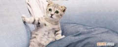 折耳猫吐了怎么办,折耳猫呕吐厉害怎么办,折耳猫吐了不消化怎么办，折耳猫吐白沫了怎么办