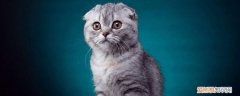 折耳猫怎么预防软骨病,折耳猫如何预防软骨病,折耳猫怎样预防软骨病