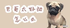 巴哥太好动怎么办，巴哥不爱动怎么回事