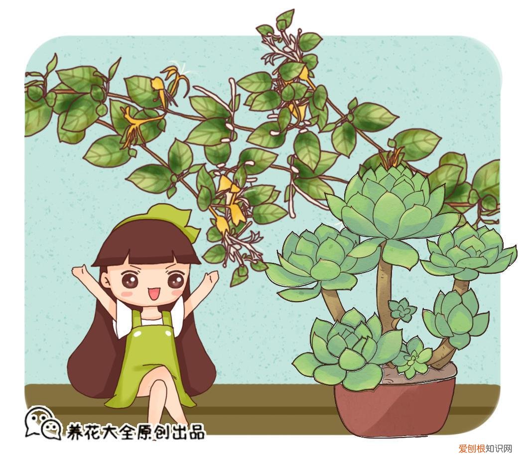 什么花死不了多年生，快死的花不要扔，用这5个方法就能活，而且长得旺盛！