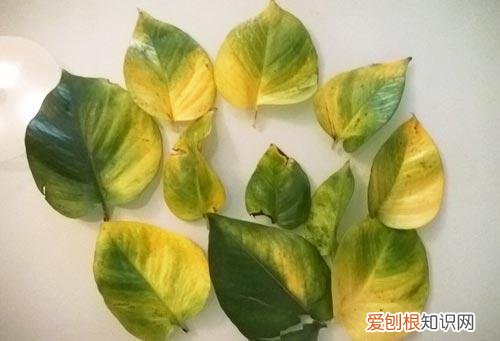 什么花死不了多年生，快死的花不要扔，用这5个方法就能活，而且长得旺盛！