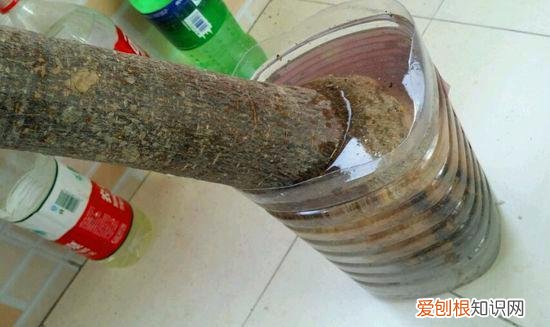 什么花死不了多年生，快死的花不要扔，用这5个方法就能活，而且长得旺盛！