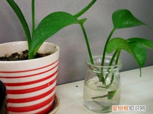 什么花死不了多年生，快死的花不要扔，用这5个方法就能活，而且长得旺盛！