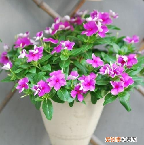 什么花死不了多年生，快死的花不要扔，用这5个方法就能活，而且长得旺盛！