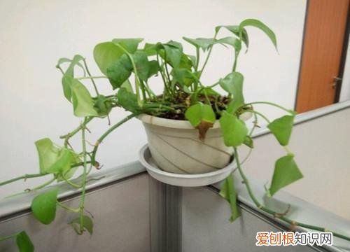 什么花死不了多年生，快死的花不要扔，用这5个方法就能活，而且长得旺盛！