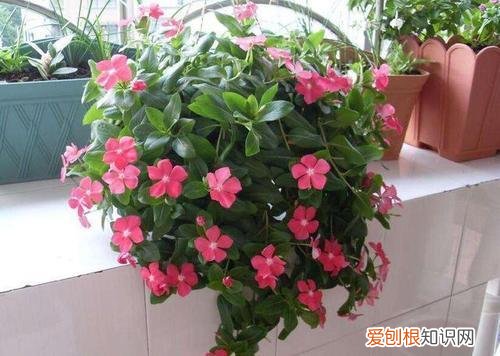 什么花死不了多年生，快死的花不要扔，用这5个方法就能活，而且长得旺盛！