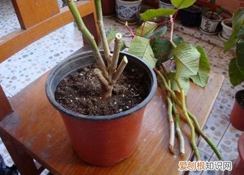 什么花死不了多年生，快死的花不要扔，用这5个方法就能活，而且长得旺盛！