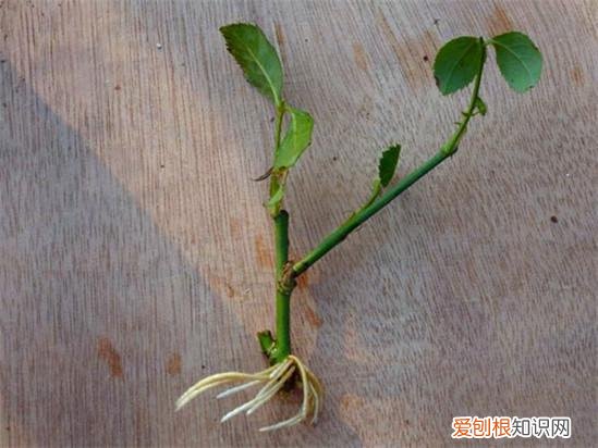 什么花死不了多年生，快死的花不要扔，用这5个方法就能活，而且长得旺盛！