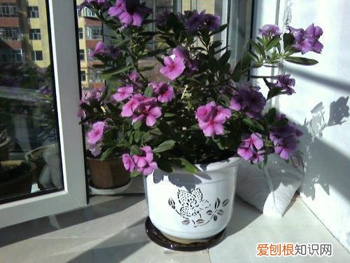 什么花死不了多年生，快死的花不要扔，用这5个方法就能活，而且长得旺盛！