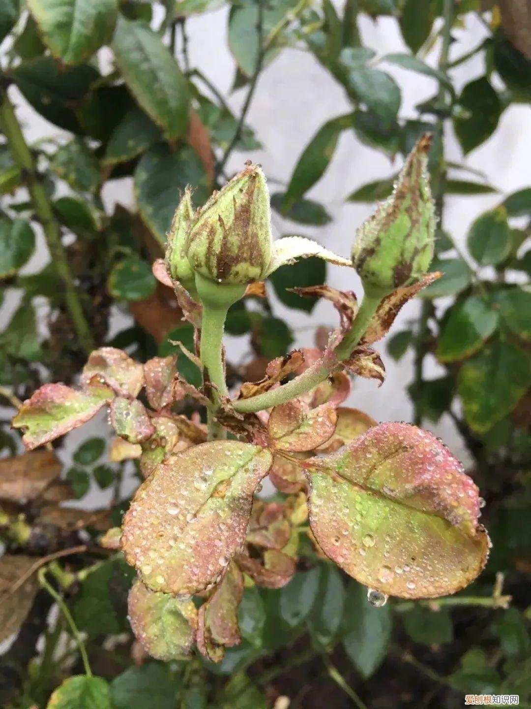 花卉常见病虫害及其防治，植物病虫害防治大全，养花常遇到的病菌和害虫，附详细用药方法