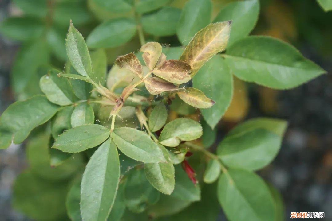 花卉常见病虫害及其防治，植物病虫害防治大全，养花常遇到的病菌和害虫，附详细用药方法