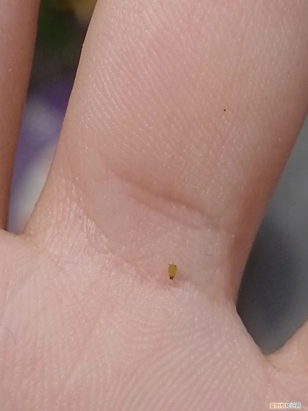 花卉常见病虫害及其防治，植物病虫害防治大全，养花常遇到的病菌和害虫，附详细用药方法