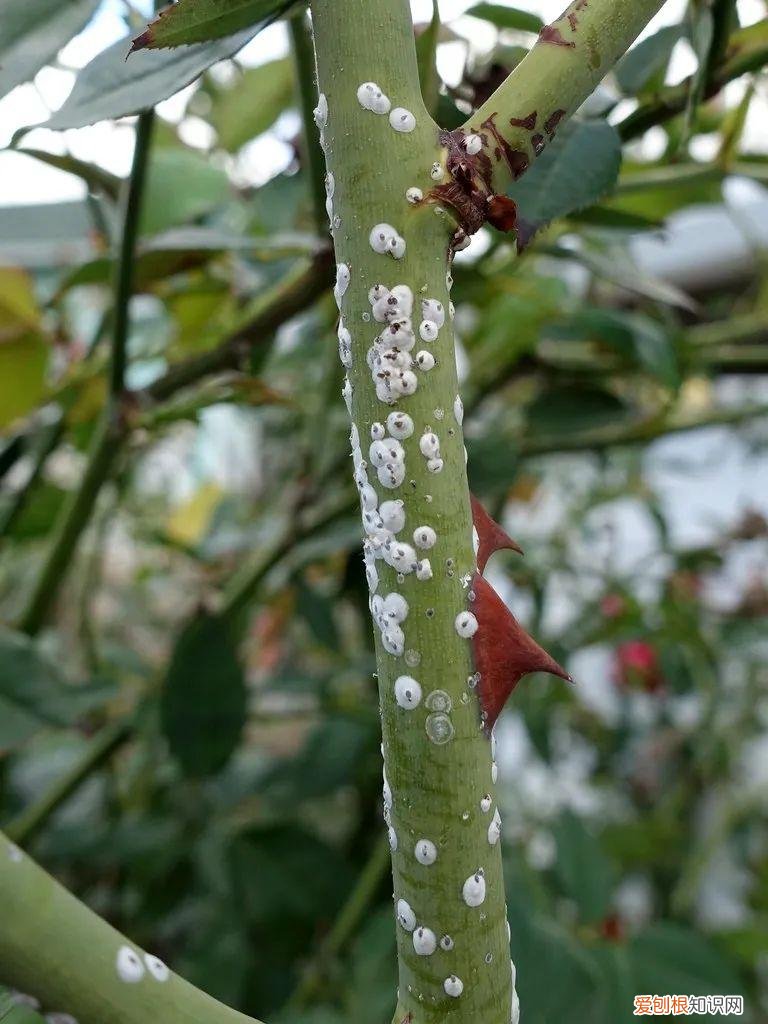 花卉常见病虫害及其防治，植物病虫害防治大全，养花常遇到的病菌和害虫，附详细用药方法
