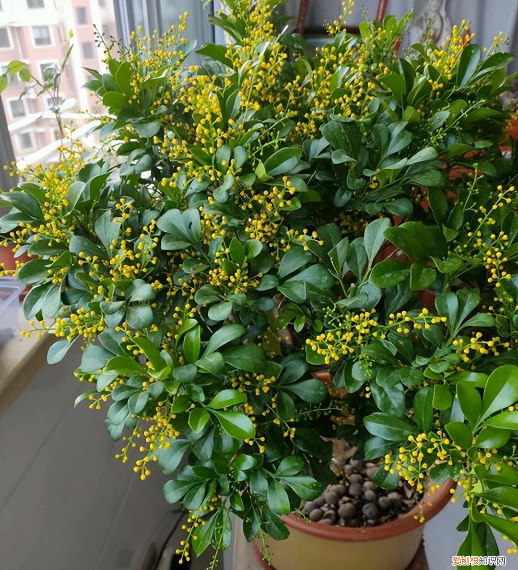 最香的花树木是什么树，最香的10种花，种一棵花满家，美丽又长寿，能香几十年