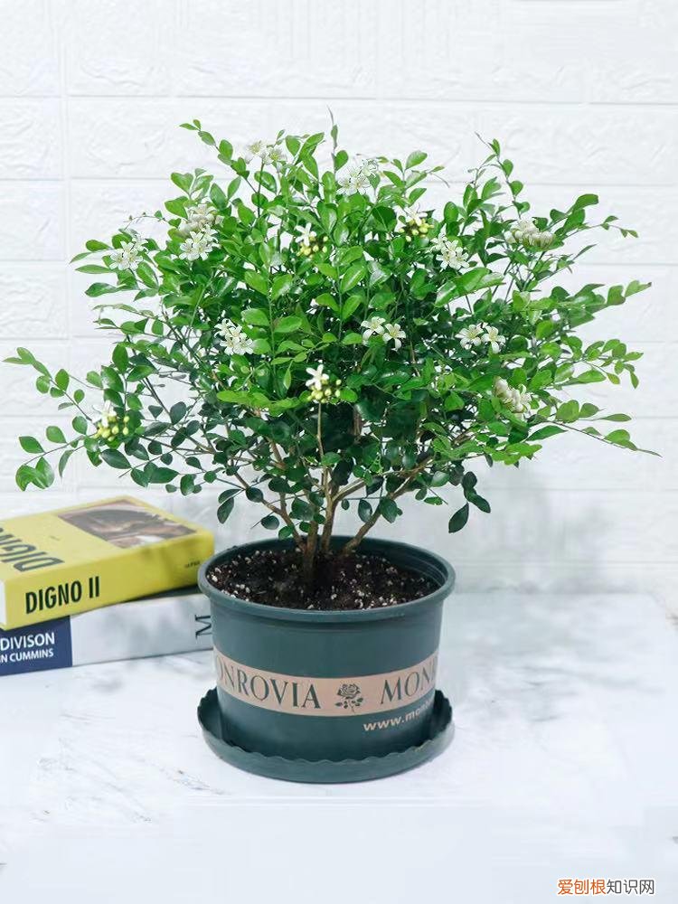 最香的花树木是什么树，最香的10种花，种一棵花满家，美丽又长寿，能香几十年