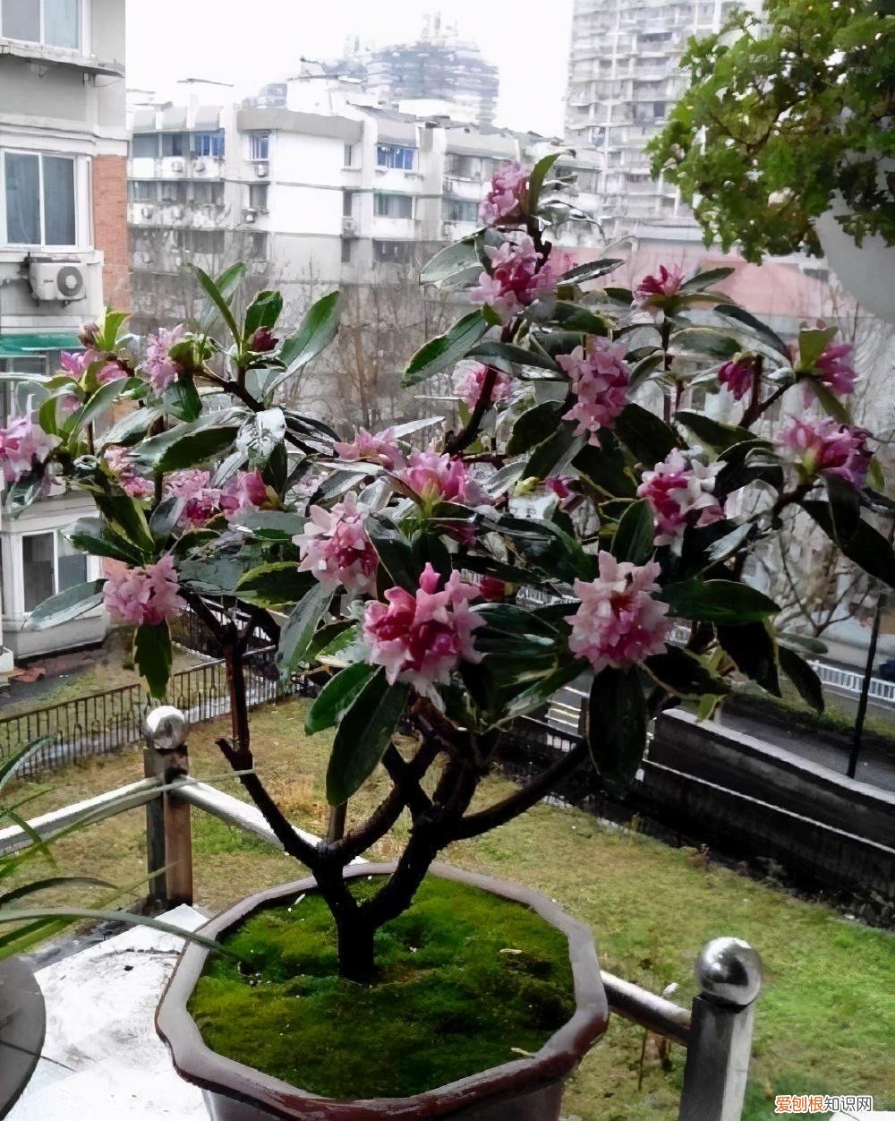 最香的花树木是什么树，最香的10种花，种一棵花满家，美丽又长寿，能香几十年