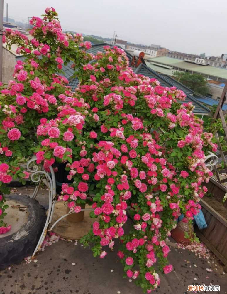 最香的花树木是什么树，最香的10种花，种一棵花满家，美丽又长寿，能香几十年