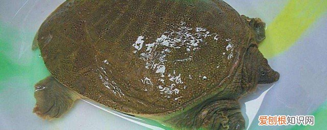 甲鱼胆汁的功效与作用及食用方法 甲鱼胆汁的功效与作用