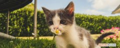 狗狗驱虫药可以给猫用吗,猫咪能用狗狗的驱虫药吗,猫能不能用狗的驱虫药