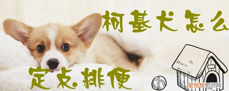 柯基犬怎么定点排便,柯基犬定点排便训练
