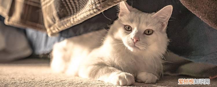 猫咪身上有黑色的点点是什么东西,猫身上有黑色的点点是什么,小猫身上有黑色的颗粒是什么东西呢?
