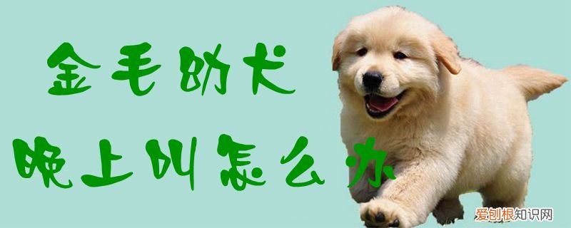 金毛幼犬晚上叫怎么办，小金毛晚上叫怎么办