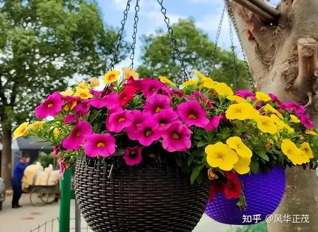 养花不要认为很难，有了这些小技巧，养啥都能养好