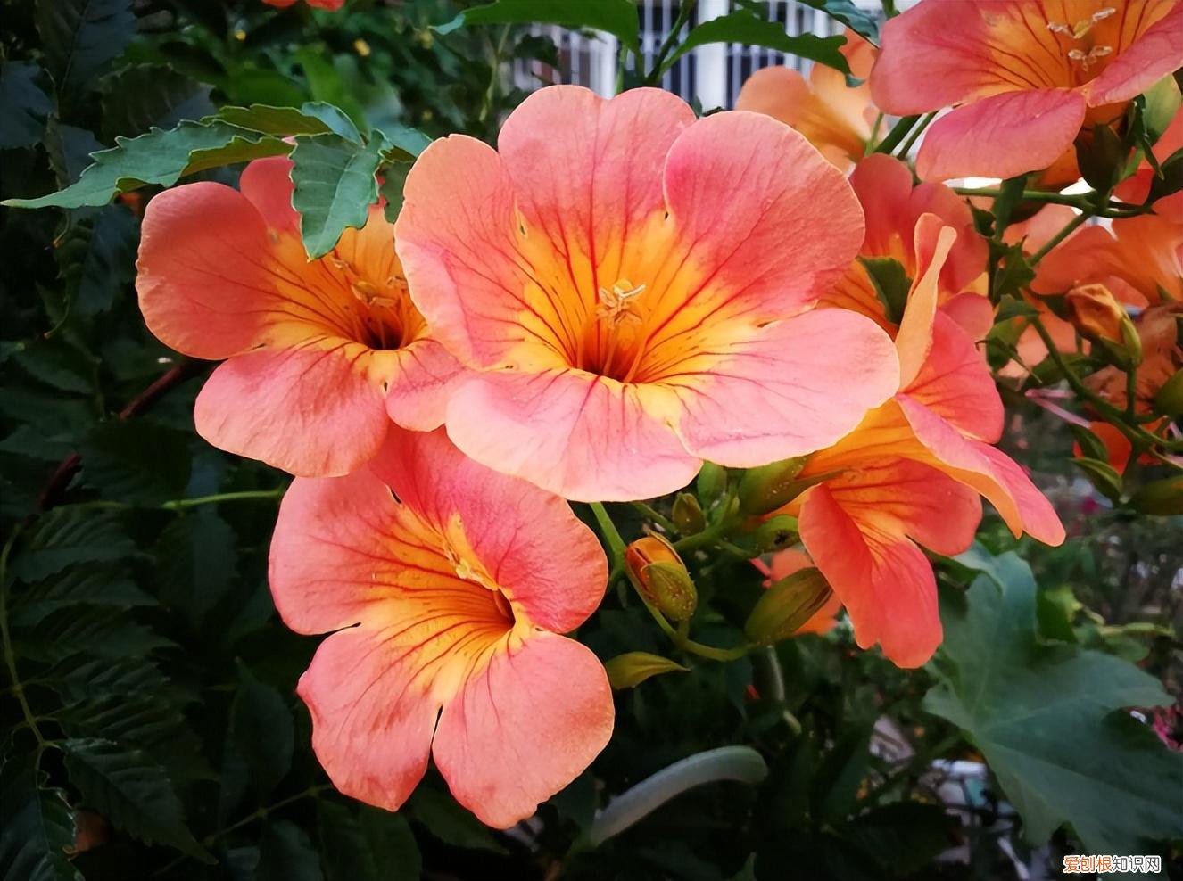 养花人必养的花，养花有十大“烦恼”，不是养花之人体会不到，只要是花痴都中招了