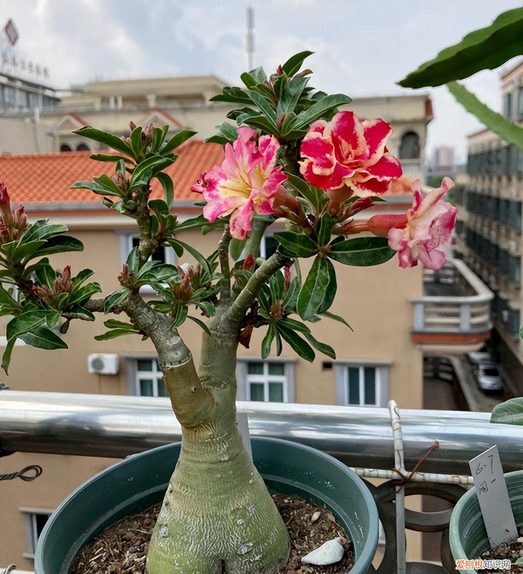 女人花肚子,10种“大肚花”,肚子大养分足,一个月不浇水都没事,好养又漂亮