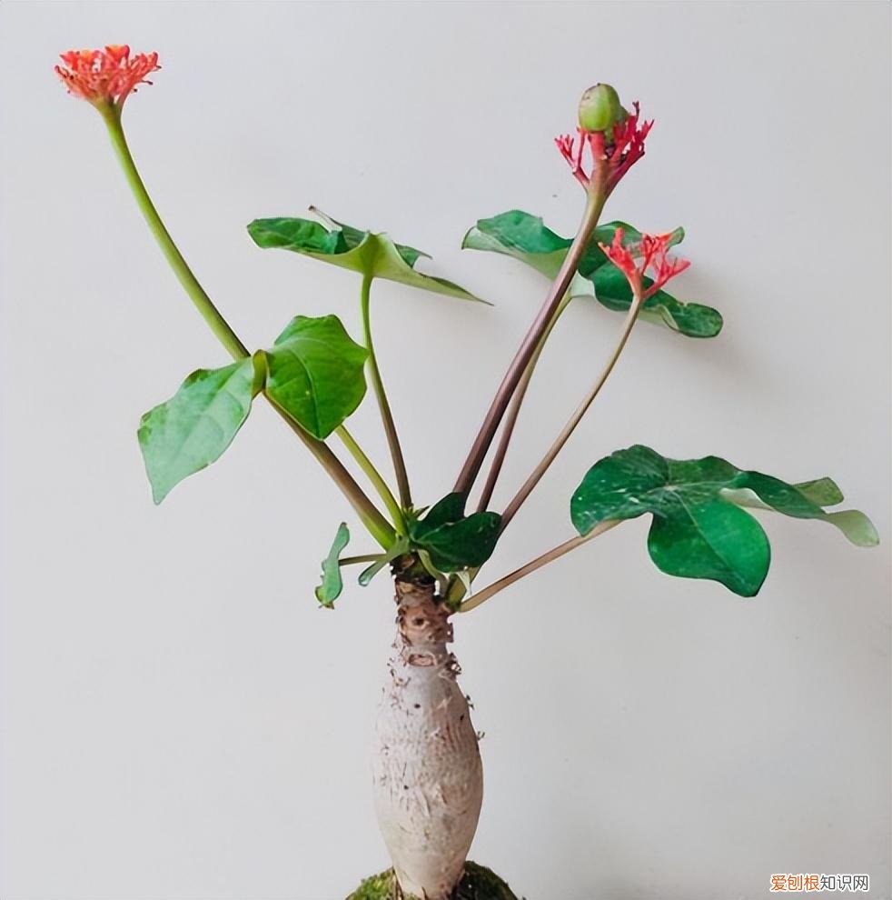 女人花肚子,10种“大肚花”,肚子大养分足,一个月不浇水都没事,好养又漂亮