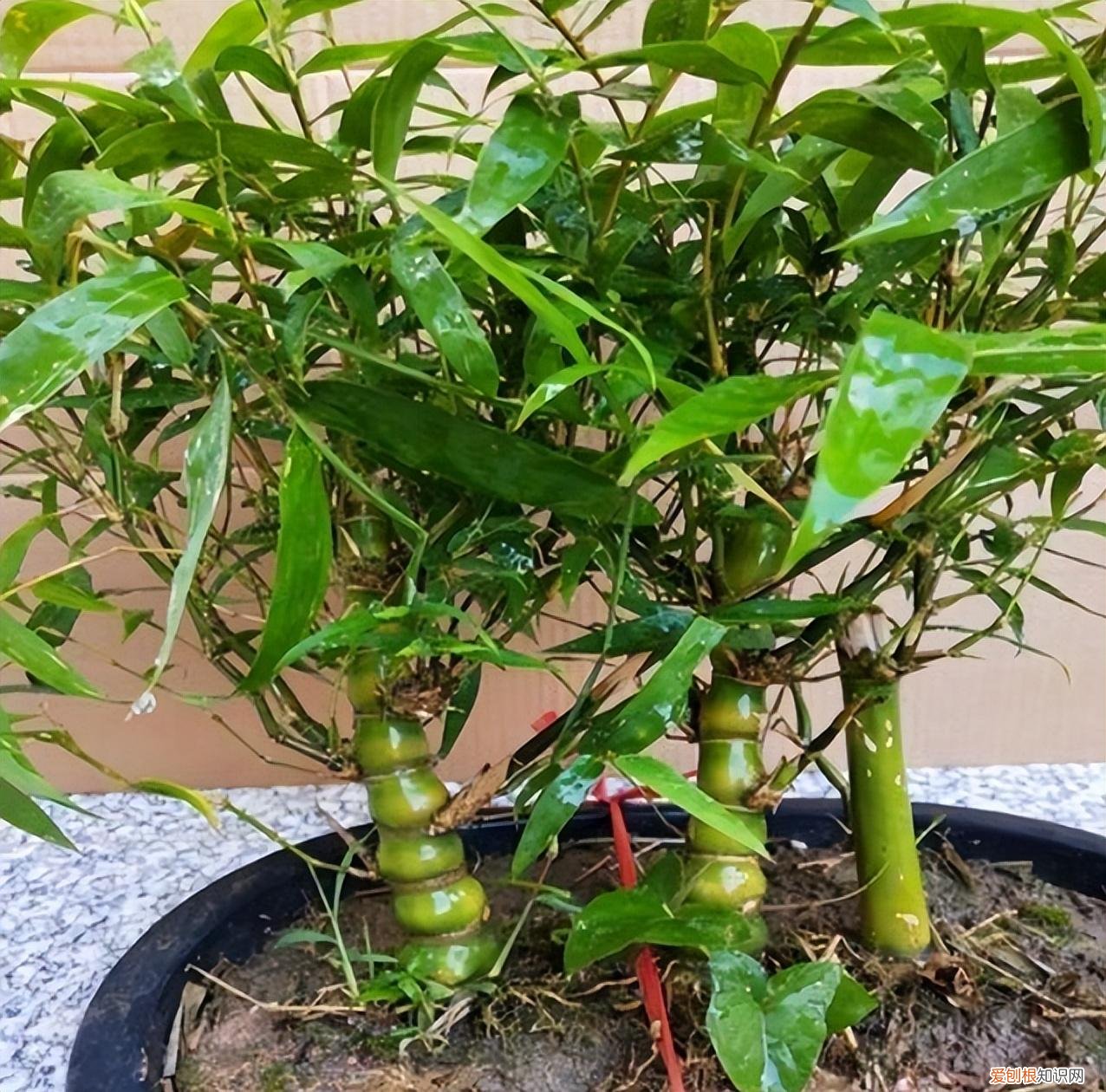 女人花肚子,10种“大肚花”,肚子大养分足,一个月不浇水都没事,好养又漂亮