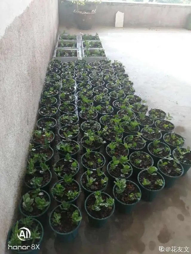 哪种花好养，哪个花好养活_懒人养不死的花_有土就能活_最好养的花排行榜