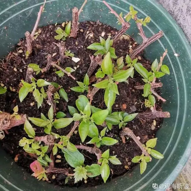哪种花好养，哪个花好养活_懒人养不死的花_有土就能活_最好养的花排行榜
