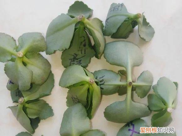哪种花好养，哪个花好养活_懒人养不死的花_有土就能活_最好养的花排行榜