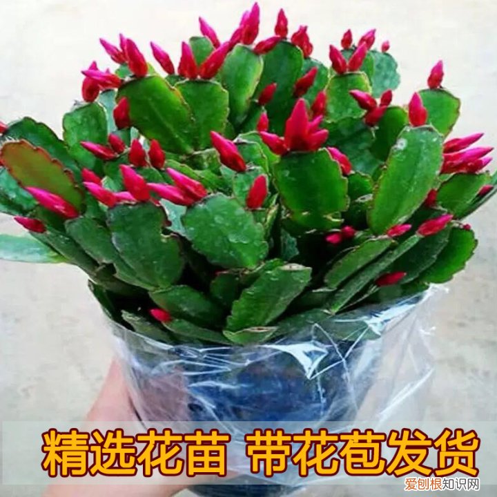 哪种花好养，哪个花好养活_懒人养不死的花_有土就能活_最好养的花排行榜