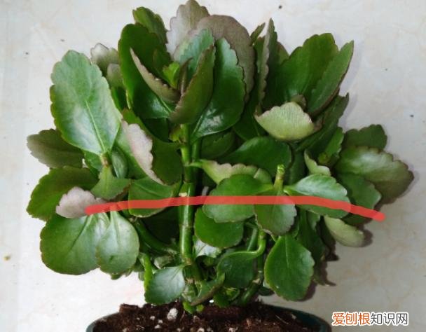 哪种花好养，哪个花好养活_懒人养不死的花_有土就能活_最好养的花排行榜