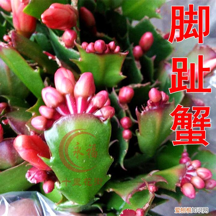 哪种花好养，哪个花好养活_懒人养不死的花_有土就能活_最好养的花排行榜