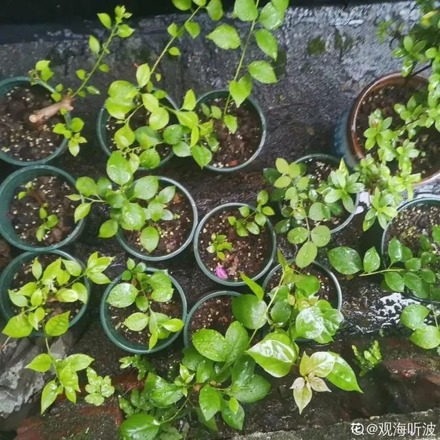 哪种花好养，哪个花好养活_懒人养不死的花_有土就能活_最好养的花排行榜