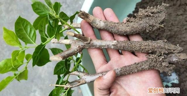 哪种花好养，哪个花好养活_懒人养不死的花_有土就能活_最好养的花排行榜