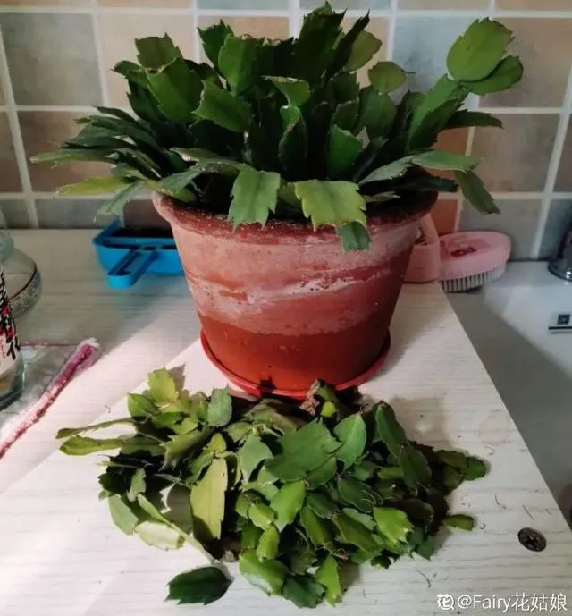 哪种花好养，哪个花好养活_懒人养不死的花_有土就能活_最好养的花排行榜