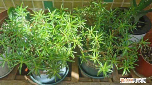 哪种花好养，哪个花好养活_懒人养不死的花_有土就能活_最好养的花排行榜
