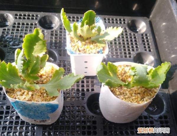 哪种花好养，哪个花好养活_懒人养不死的花_有土就能活_最好养的花排行榜