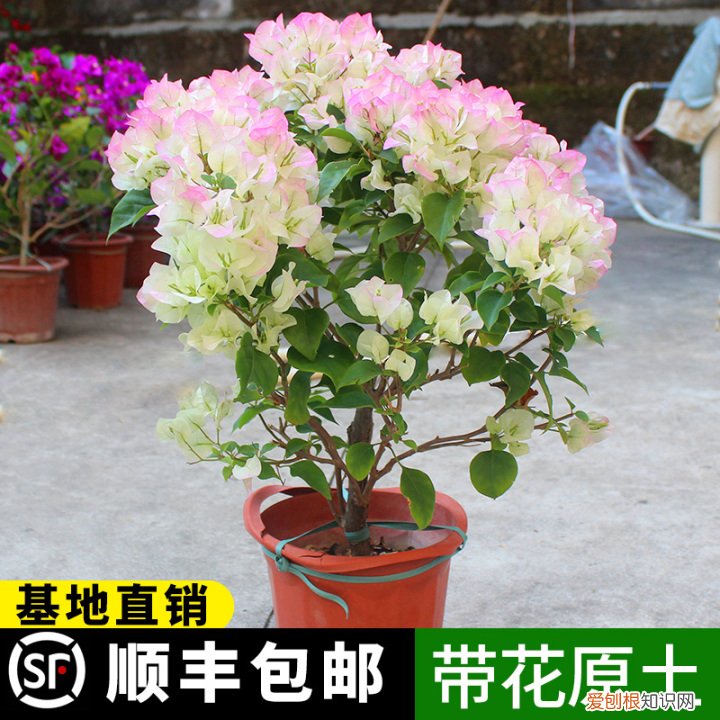 哪种花好养，哪个花好养活_懒人养不死的花_有土就能活_最好养的花排行榜