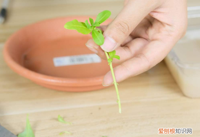 哪种花好养，哪个花好养活_懒人养不死的花_有土就能活_最好养的花排行榜