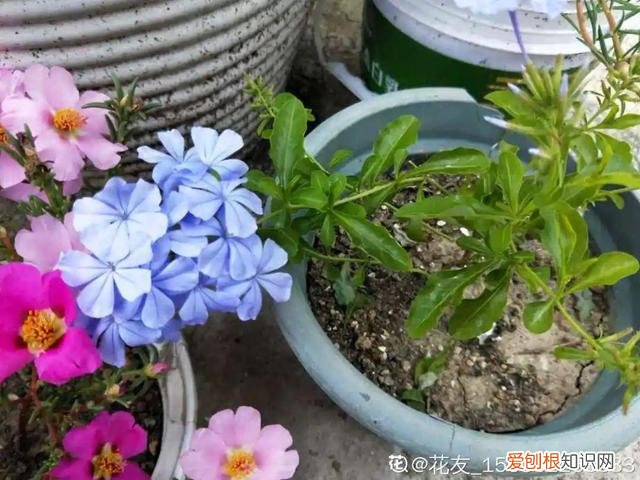 哪种花好养，哪个花好养活_懒人养不死的花_有土就能活_最好养的花排行榜