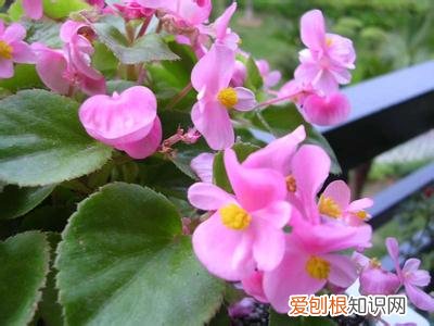 比较好养花期很长的话有哪几种,这10种花花期超长又好养,你都知道吗?