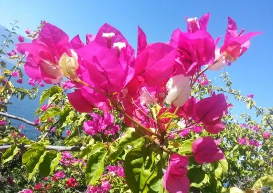 比较好养花期很长的话有哪几种,这10种花花期超长又好养,你都知道吗?