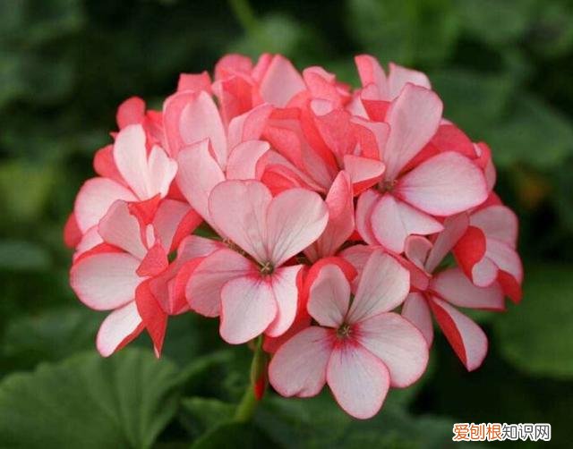 新手适合养的10种花，10种好看又养不死的花，适合养在家里，看看你养死过几种？